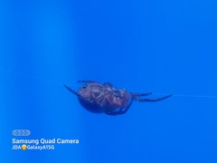 Araniella displicata