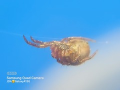 Araniella displicata