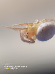 Araniella displicata