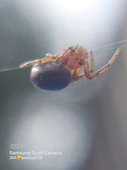 Araniella displicata