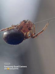Araniella displicata