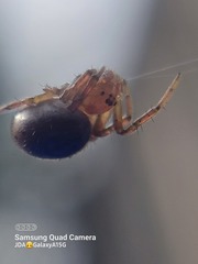 Araniella displicata