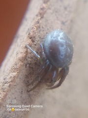 Araniella displicata