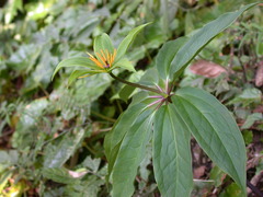 Paris polyphylla chinensis