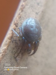 Araniella displicata