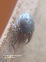 Araniella displicata