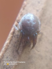 Araniella displicata