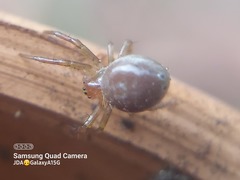 Araniella displicata