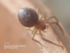Araniella displicata