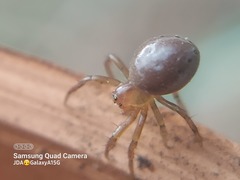 Araniella displicata