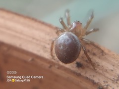 Araniella displicata