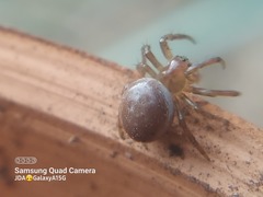 Araniella displicata