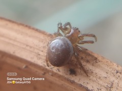 Araniella displicata