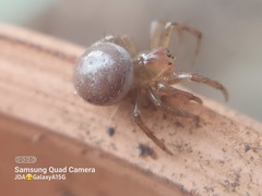 Araniella displicata