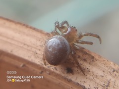 Araniella displicata