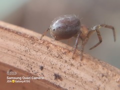 Araniella displicata