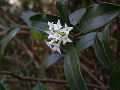 Daphne kiusiana