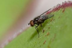 Rondania insularis