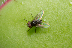 Rondania insularis