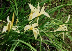 Iris fernaldii