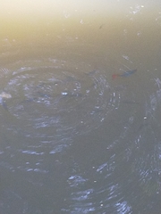 Melanotaenia splendida splendida