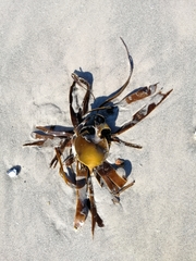 Laminaria digitata