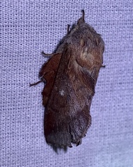 Phyllodesma occidentis