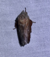 Phyllodesma occidentis