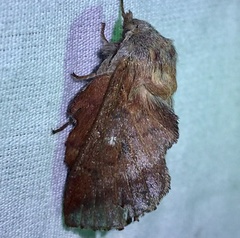 Phyllodesma occidentis