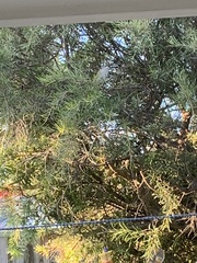 Lichmera indistincta