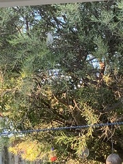 Lichmera indistincta