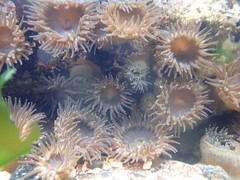 Anthopleura buddemeieri