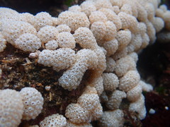 Polycitoridae