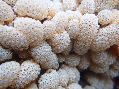 Polycitoridae