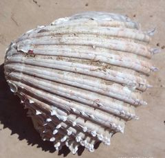 Acanthocardia aculeata