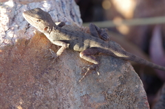Diporiphora