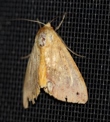 Ophiusa discriminans