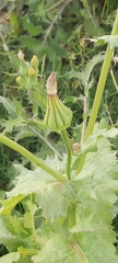 Urospermum picroides
