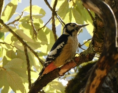 Dendrocopos himalayensis