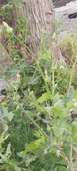 Urospermum picroides