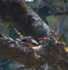Dendrocopos himalayensis