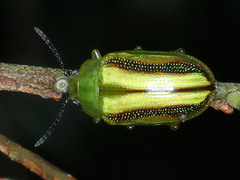 Calomela juncta