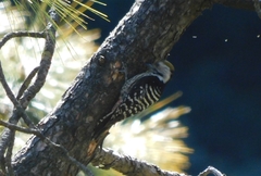 Dendrocoptes auriceps