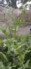 Urospermum picroides