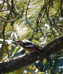 Dendrocopos himalayensis