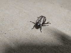 Dermolepida albohirtum