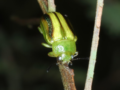 Calomela juncta