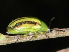 Calomela juncta