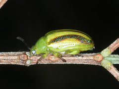 Calomela juncta