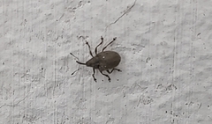 Ceutorhynchus pallidactylus